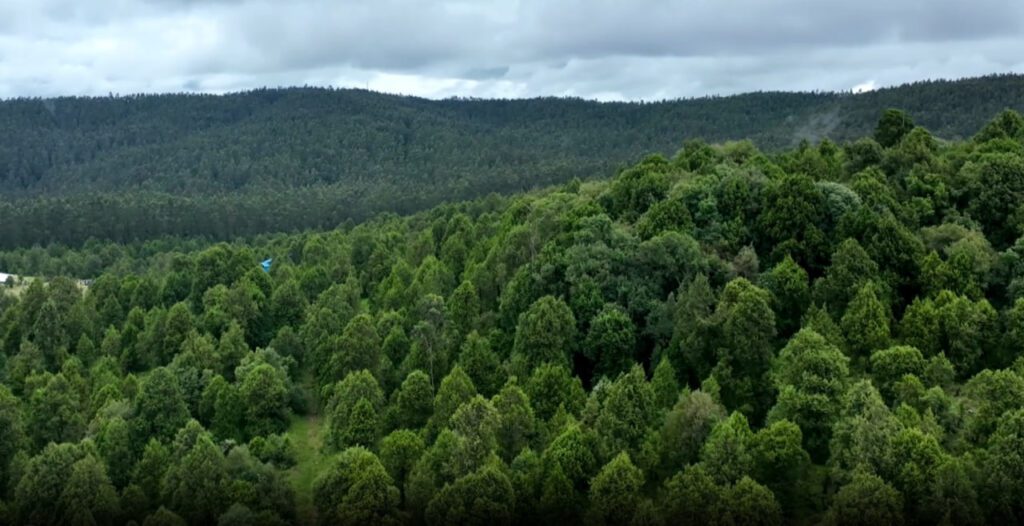 Ethiopia Aims for 30% Forest Coverage Through Extensive Reforestation Efforts