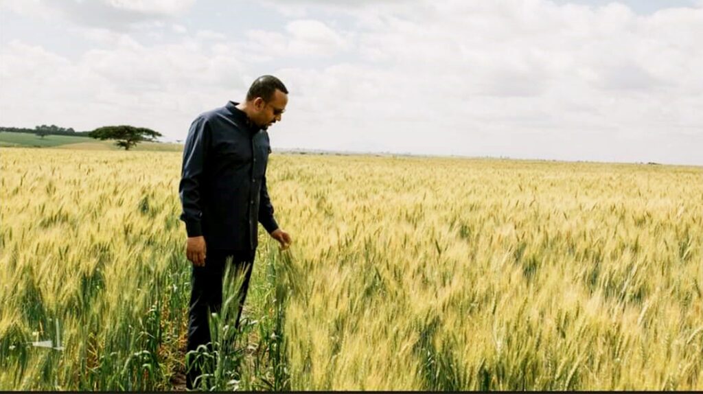 Wheat Ethio