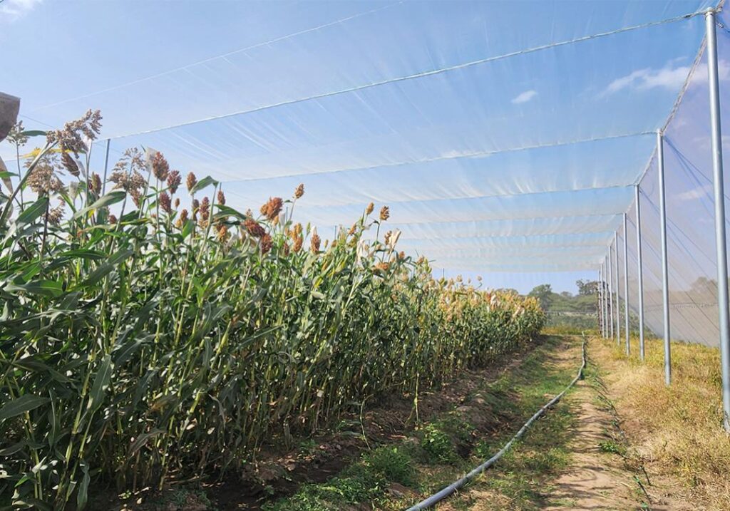 Ethiopia‑UQ Alliance Boosts Next‑Generation Crop Breeding