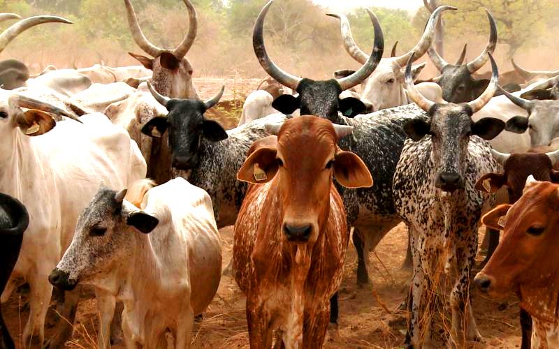 Ethiopia’s Livestock Exports Surge 35% to $128.3M Ethiopia’s Livestock Exports Surge 35% to $128.3M